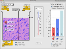 Screenshot of the simulation pH Scale